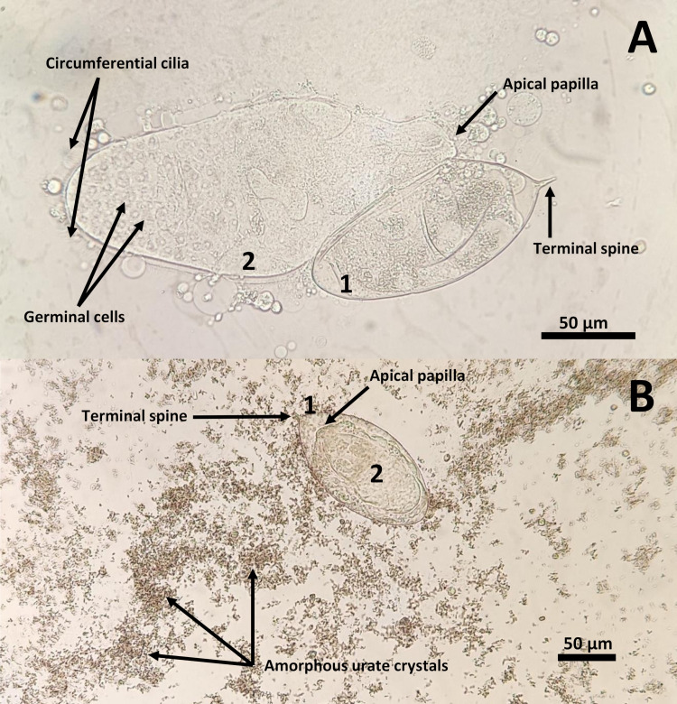 Figure 2