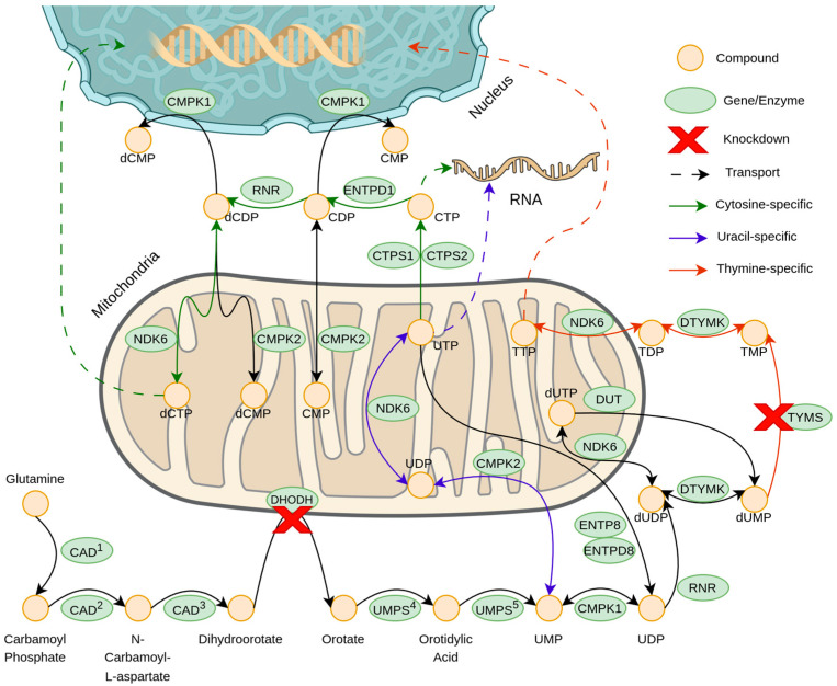 Figure 13
