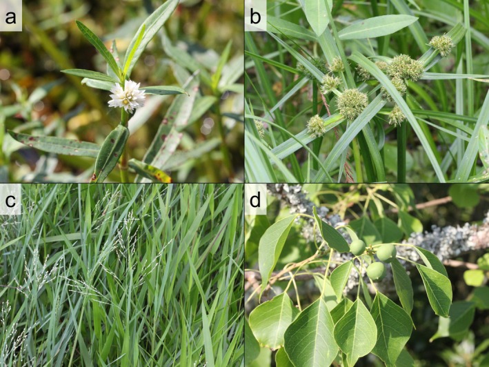 FIGURE 1