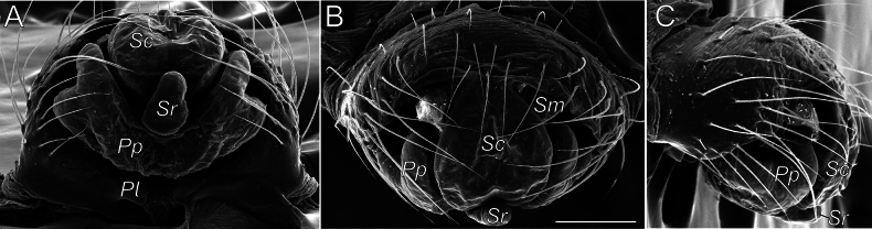 Figure 14