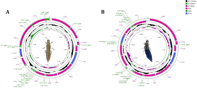 Figure 1