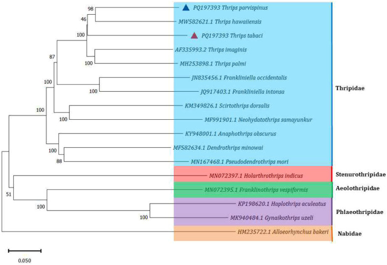 Figure 5