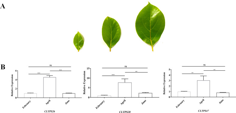 Figure 11