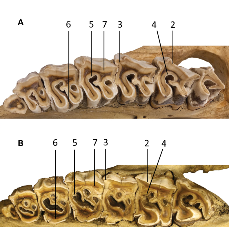 Figure 5