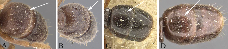 Figure 18