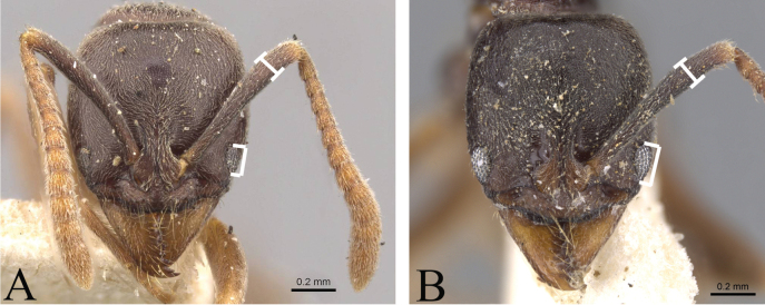 Figure 19