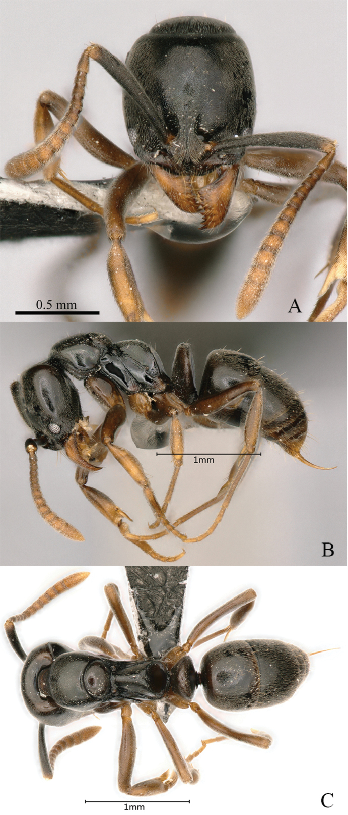 Figure 21
