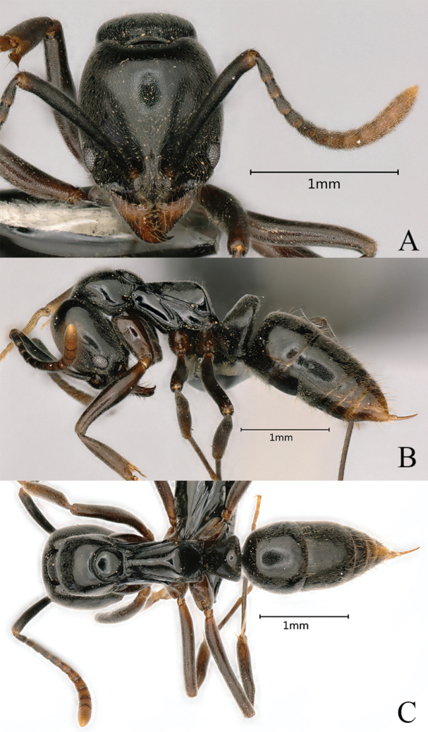 Figure 22
