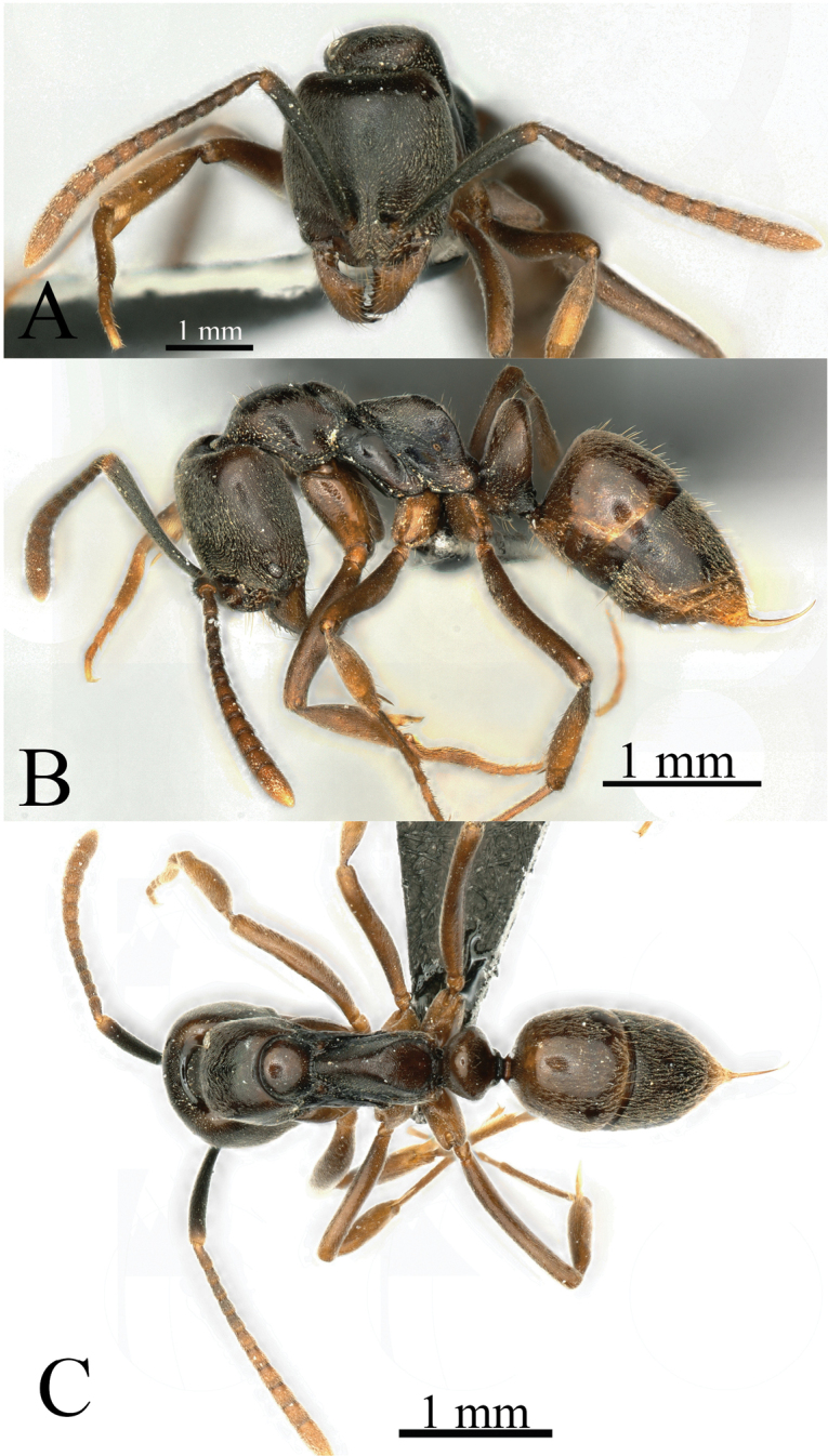 Figure 25