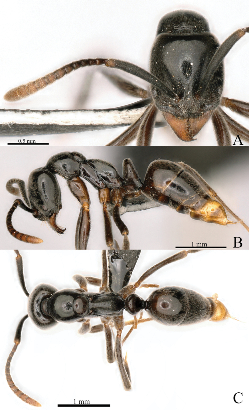 Figure 28