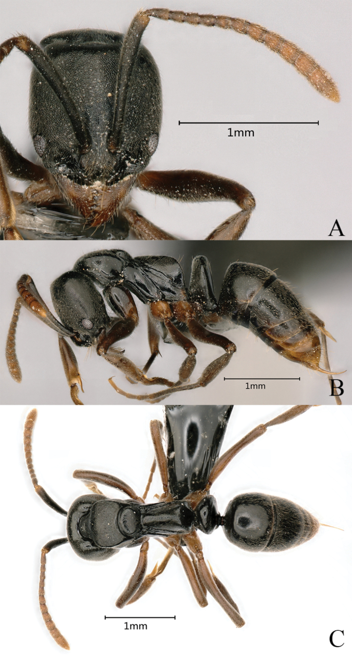 Figure 29