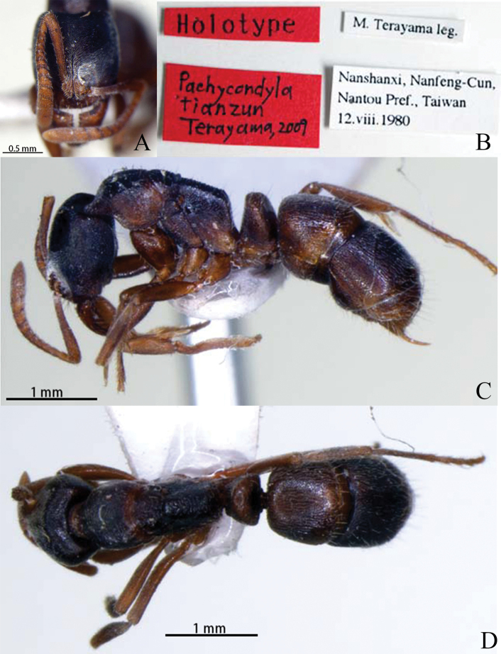 Figure 30