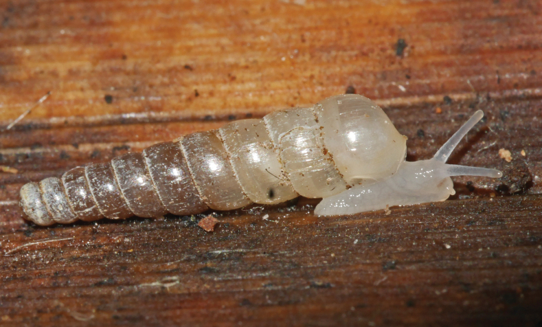 Figure 18
