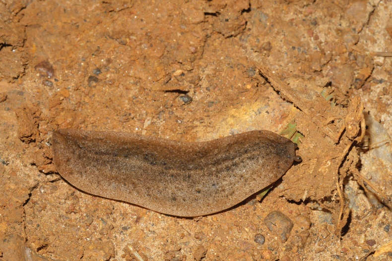 Figure 21