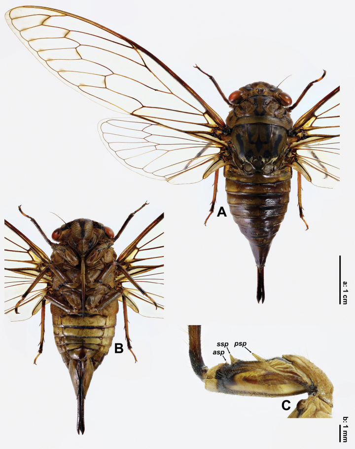 Figure 2