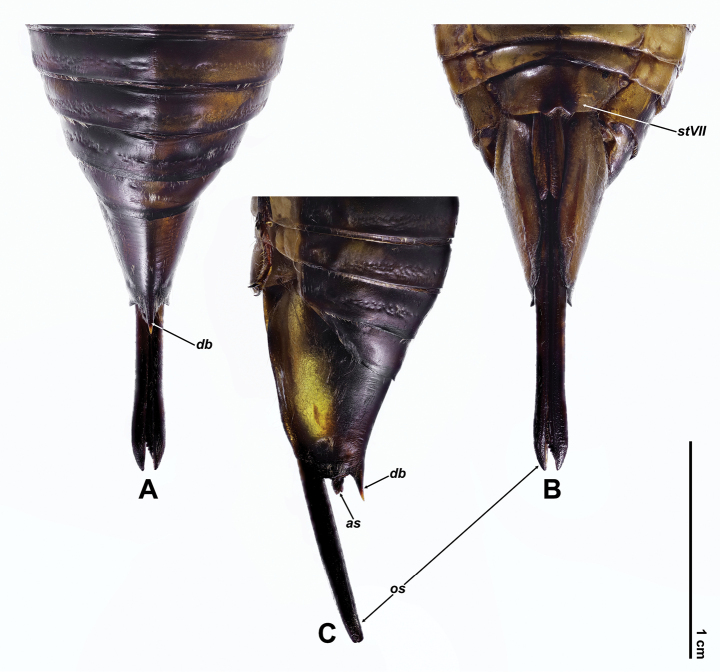 Figure 5