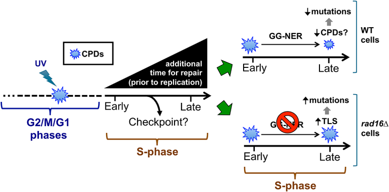 Figure 17