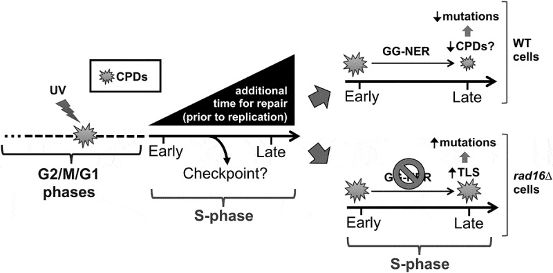 Figure 18