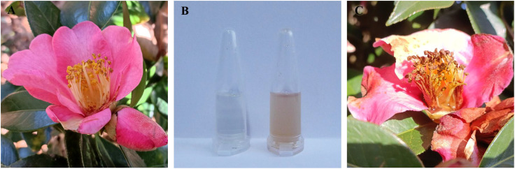 Figure 1