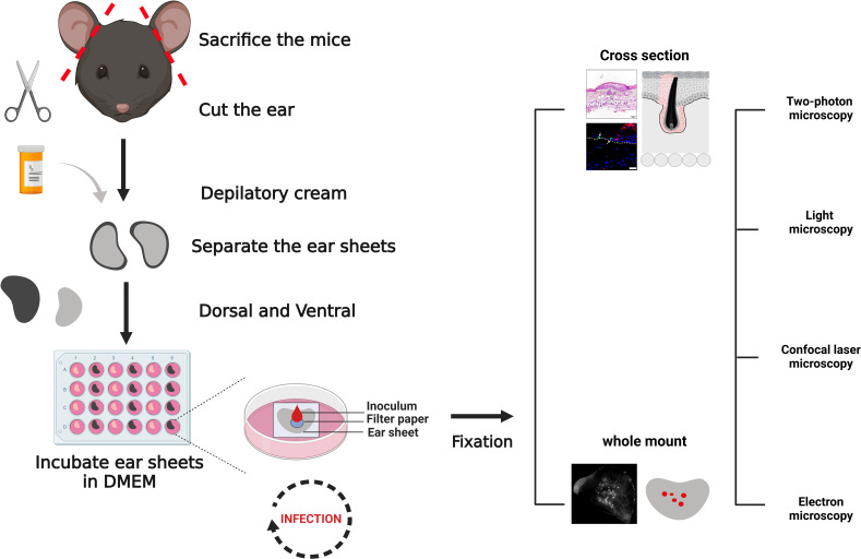 Fig 1