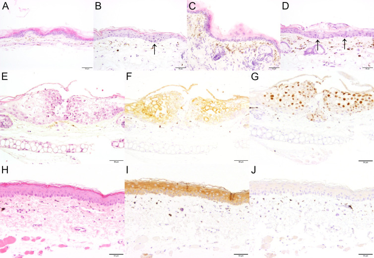 Fig 5