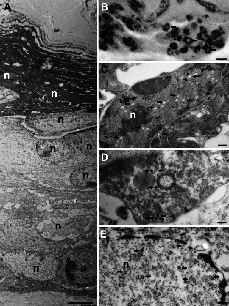 Fig 9