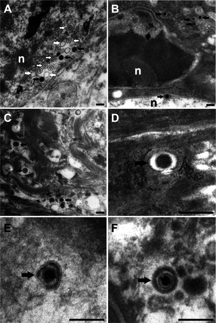 Fig 10
