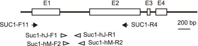 FIGURE 1