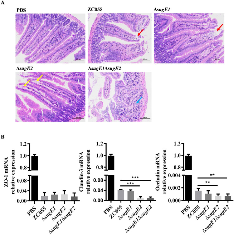 Fig 6
