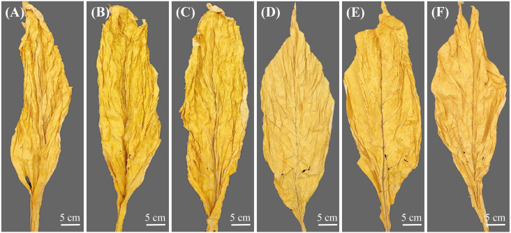 Figure 2