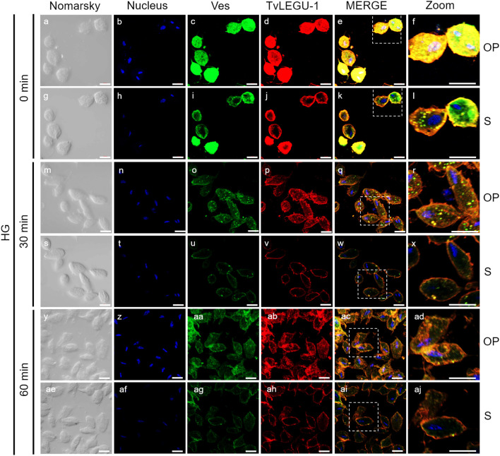 Figure 4