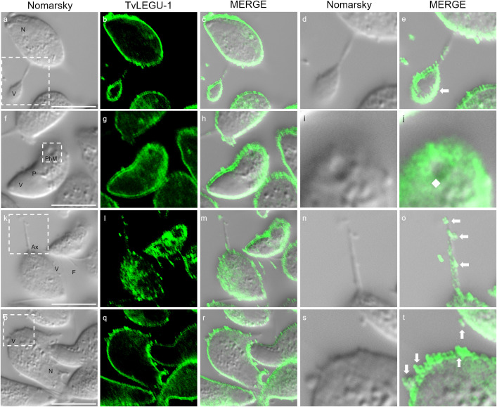 Figure 12