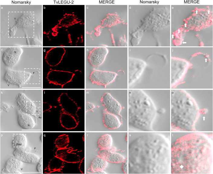Figure 13