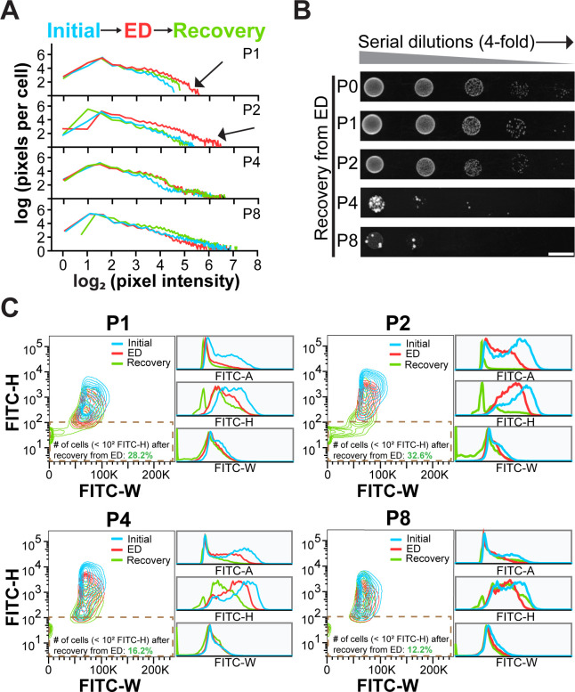 Fig 6