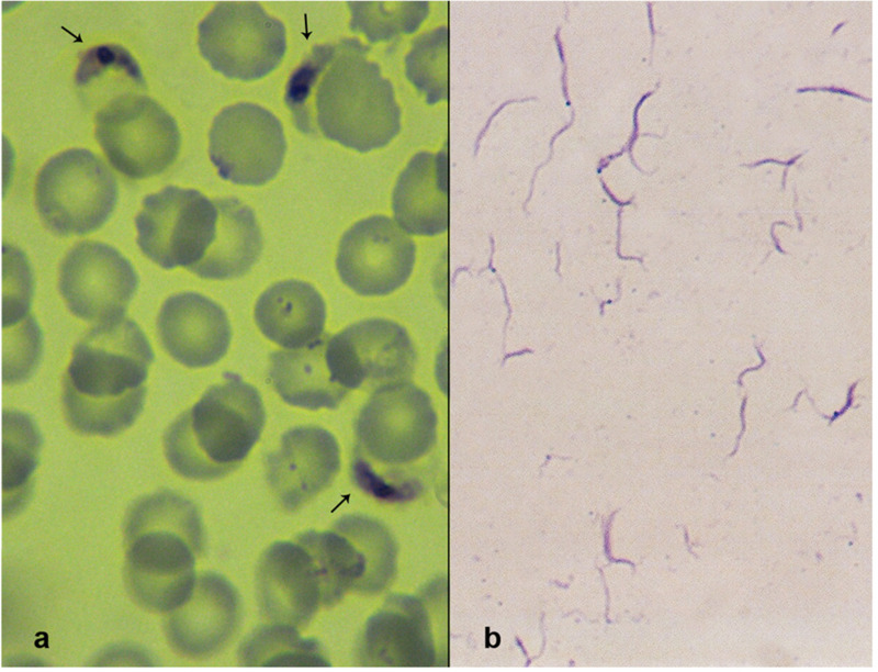 Fig 2