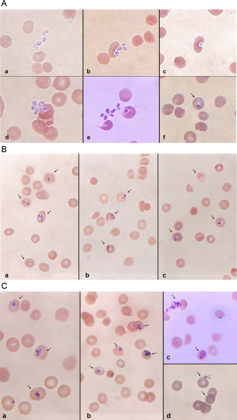 Fig 3