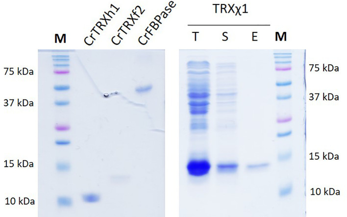 Figure 5