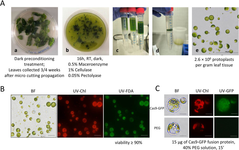 Figure 4