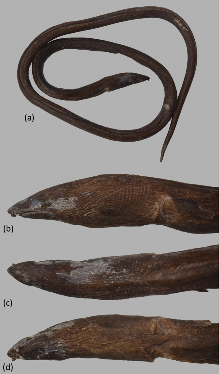 Figure 5