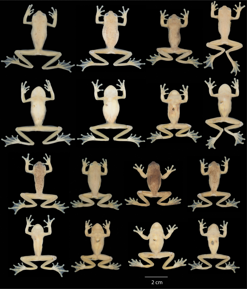 Figure 13