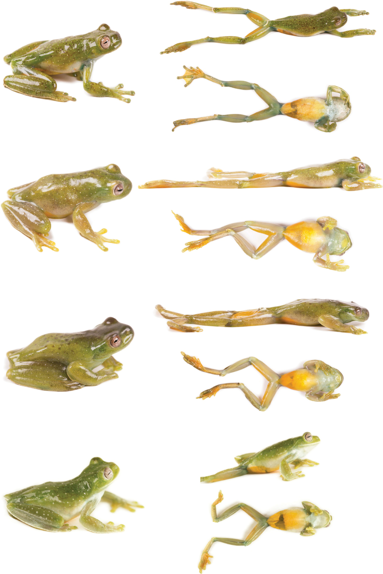 Figure 17