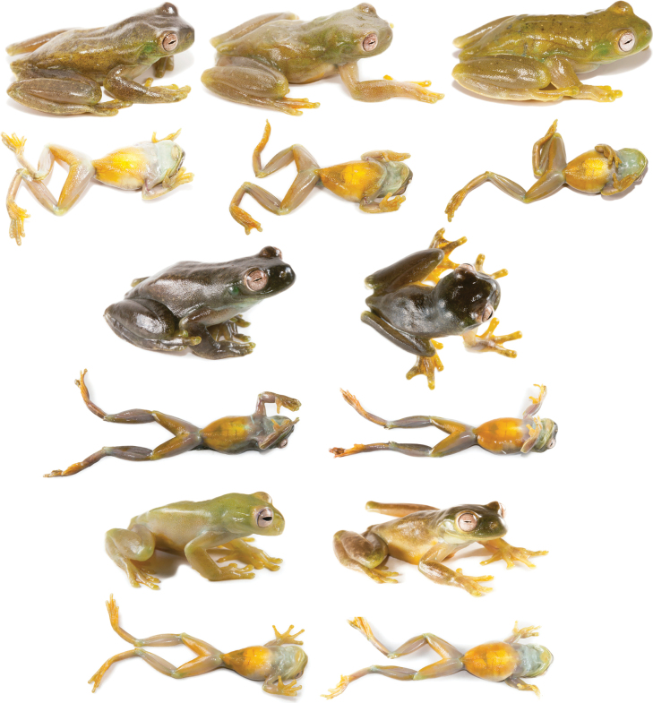 Figure 19