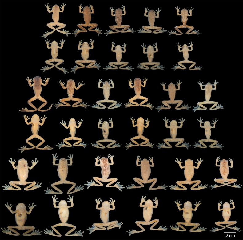 Figure 20