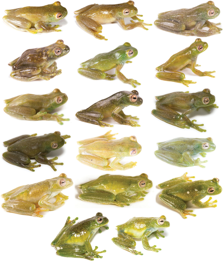 Figure 21