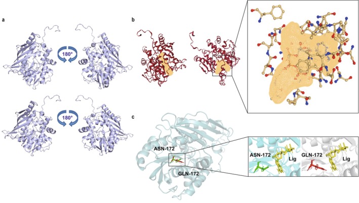 FIGURE 6