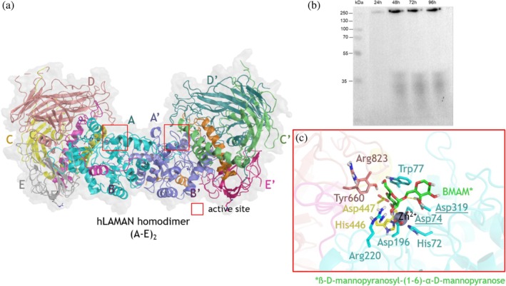 FIGURE 2