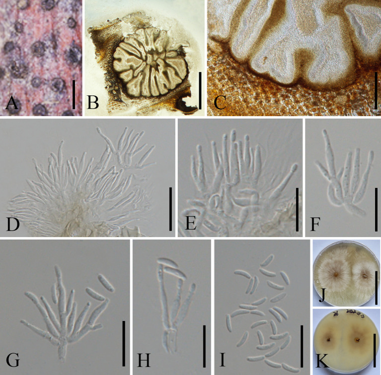 Figure 6