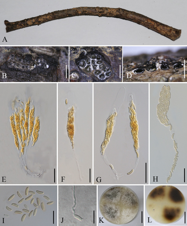 Figure 7