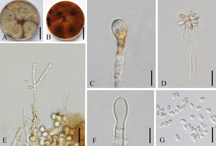 Figure 9
