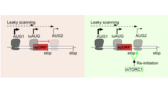 Figure 14